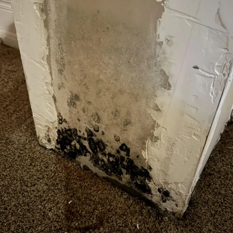 Professional Mold Removal in Montgomery, NY